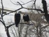eagles-on-our-walk